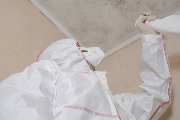 Imperial Beach, CA Mold Removal Company