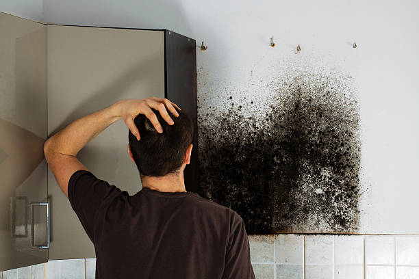 Certified Mold Removal in Imperial Beach, CA